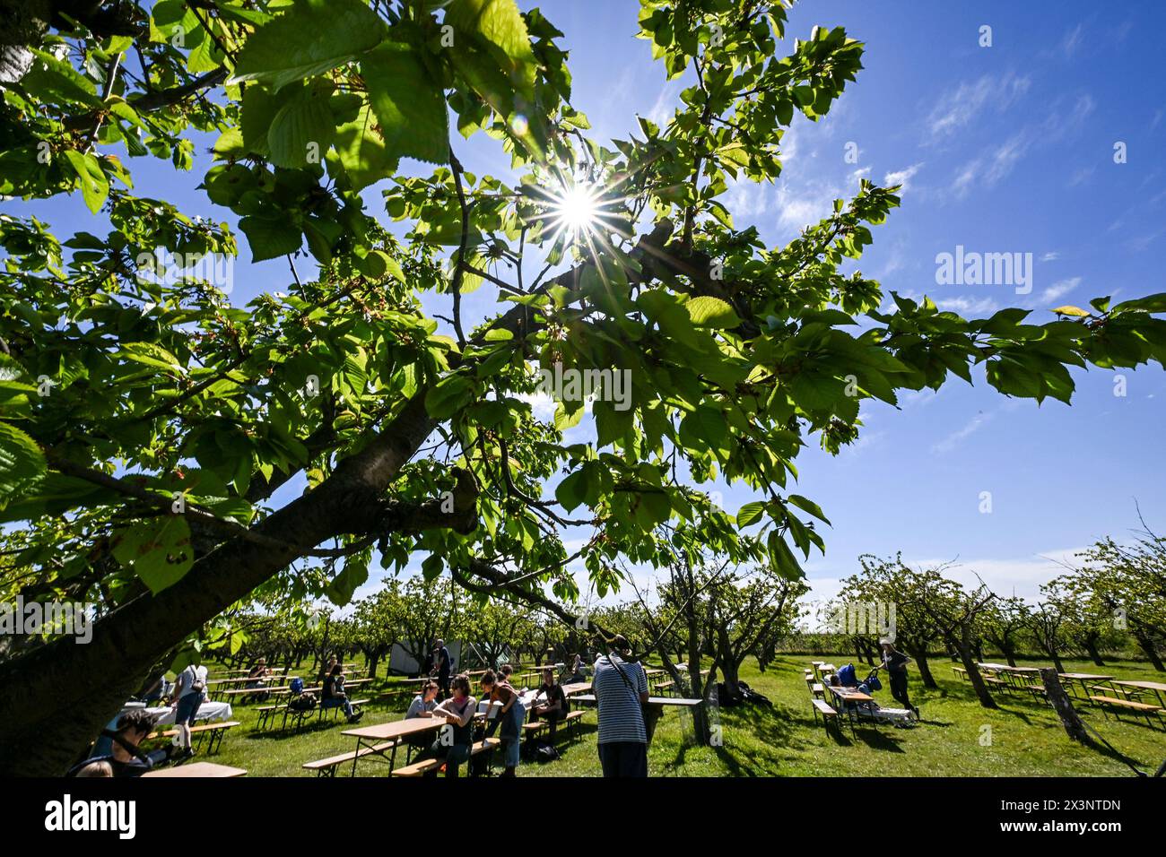 28 April 2024, Brandenburg, Werder (Havel): Guests sit under fruit trees at the 145th Werder Tree Blossom Festival at Biohof Werder. The orchards and gardens open their doors from April 27 to May 5. The traditional big festival from May 3 to 5 will then offer a wide range of activities for children and adults. Photo: Jens Kalaene/dpa Stock Photo