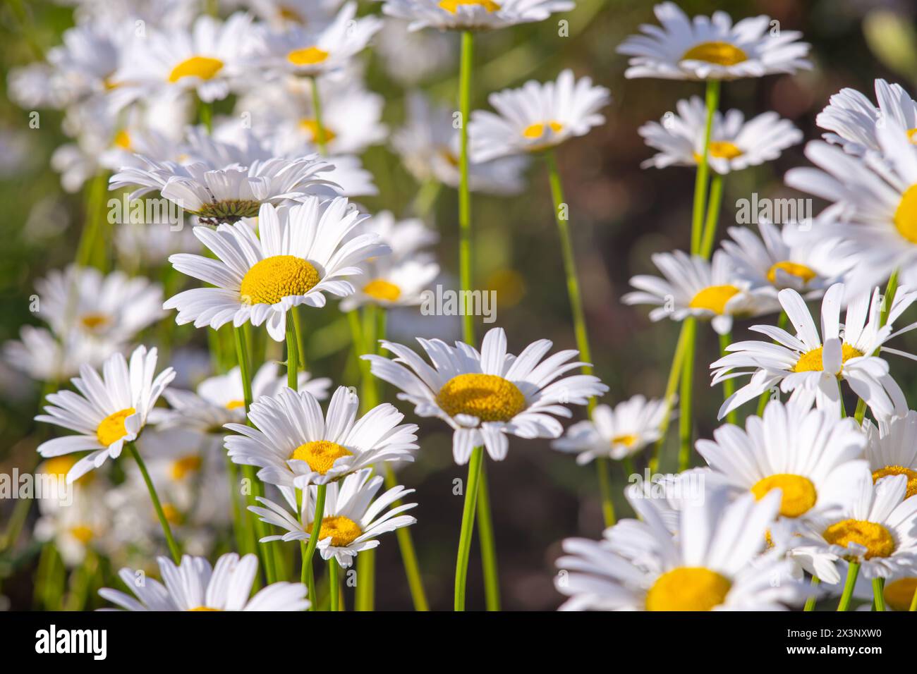 Wild chamomile flowers growing on meadow, lawn, white camomiles, daisy on green grass background. Oxeye daisy, Leucanthemum vulgare, Daisies, Common d Stock Photo