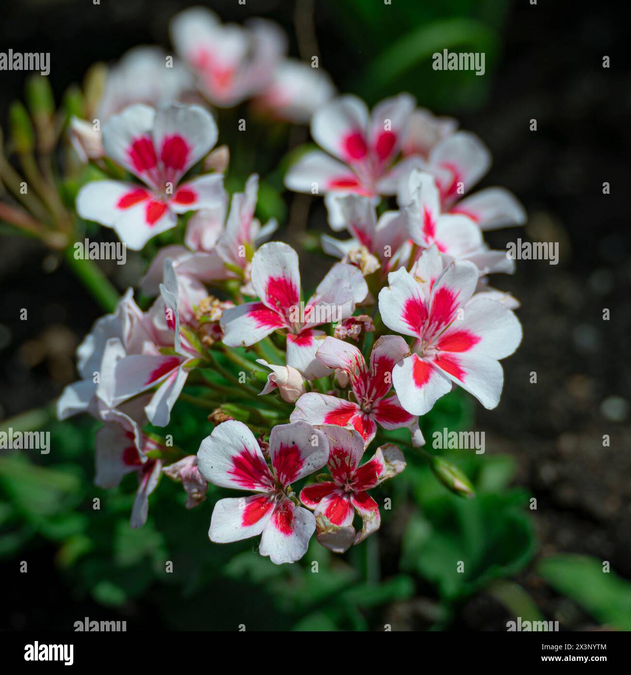 Small white and pink flowers blooming in the spring Stock Photo