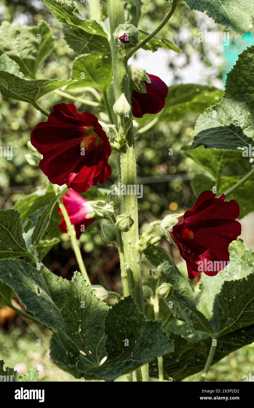 Red flowers with yellow centers are surrounded by lush green leaves under sunlight. Stock Photo