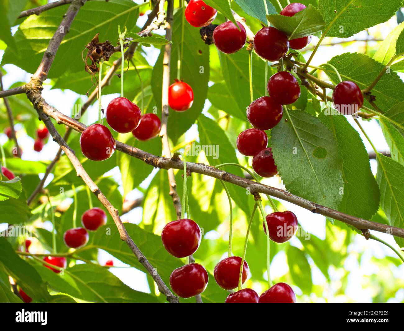 A scene of abundance as ripe cherries dangle from branches surrounded by lush leaves, epitomizing a successful harvest season. Stock Photo