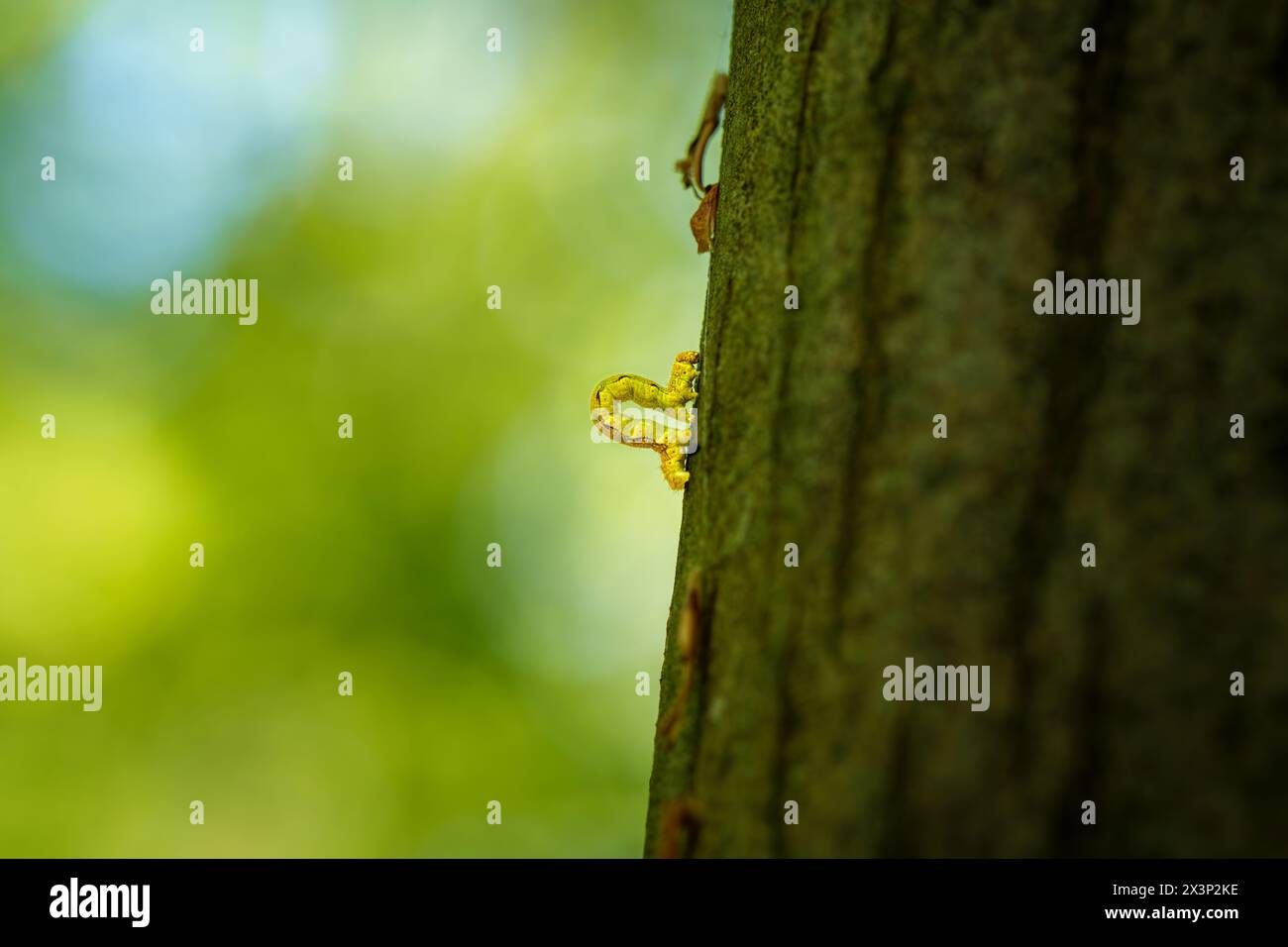 An Inch worm making its way across a tree branch. This macro clip can ...