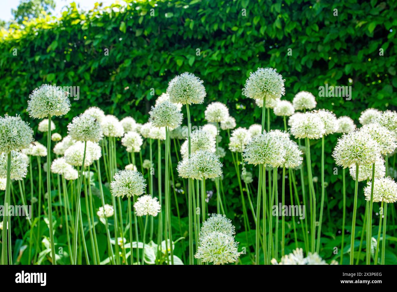 High summer white flowers on the sunny day in green grass park. Natural background. Flowers in the sky. Stock Photo