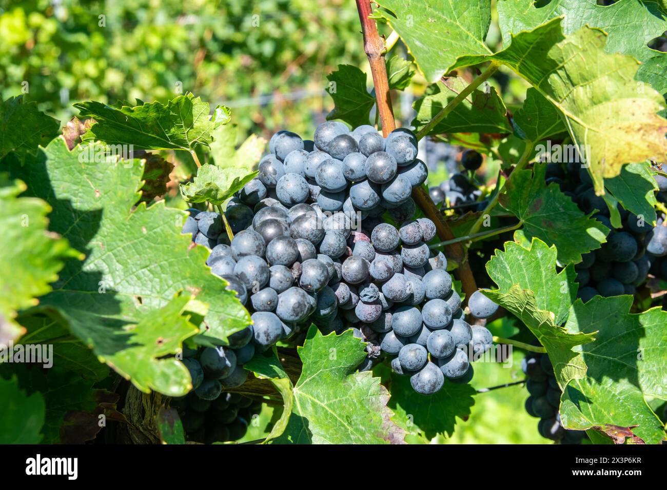 Vineyards in summer harvest. Large bunches of red wine grapes in sunny weather. Stock Photo