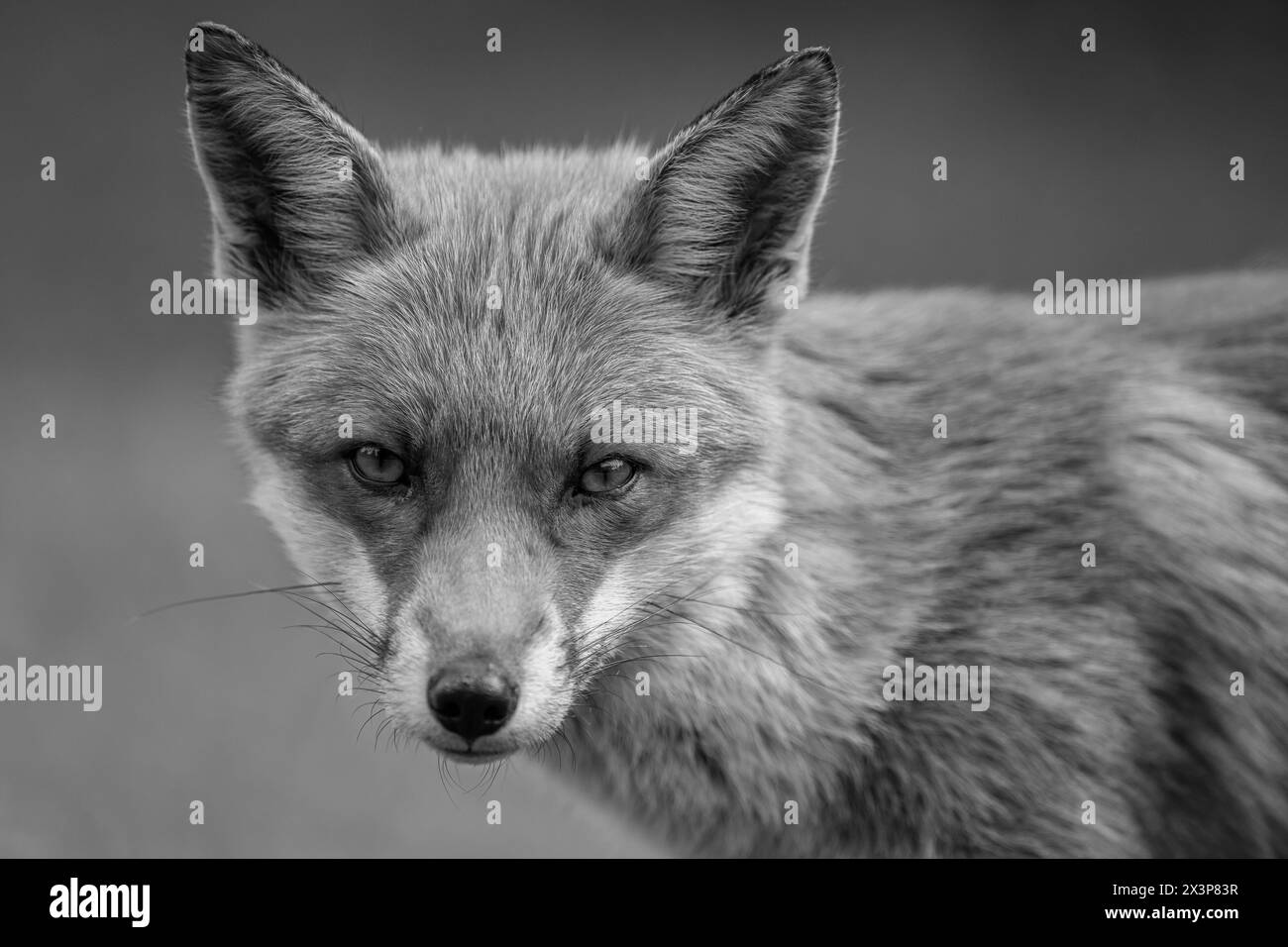 Fox in Bluebells Stock Photo
