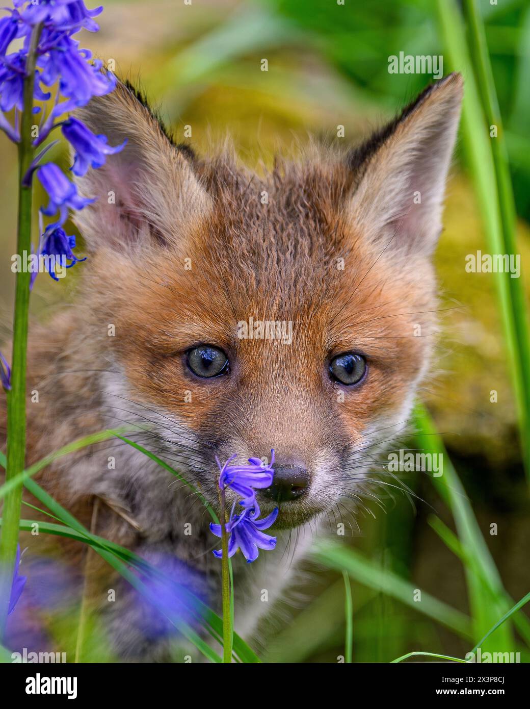 Fox Cub Stock Photo