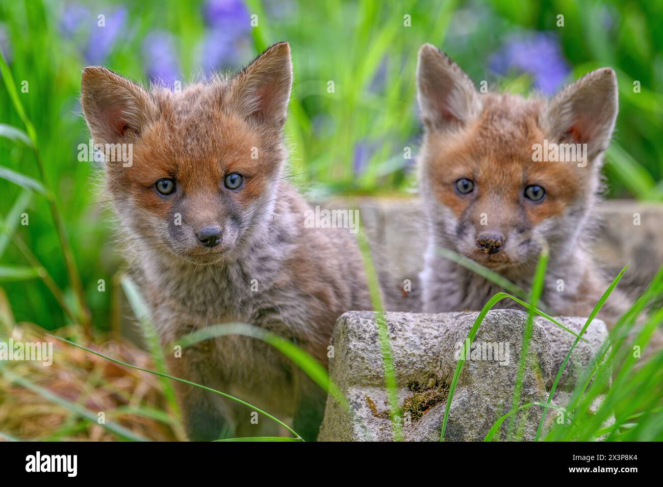 Fox Cubs Stock Photo