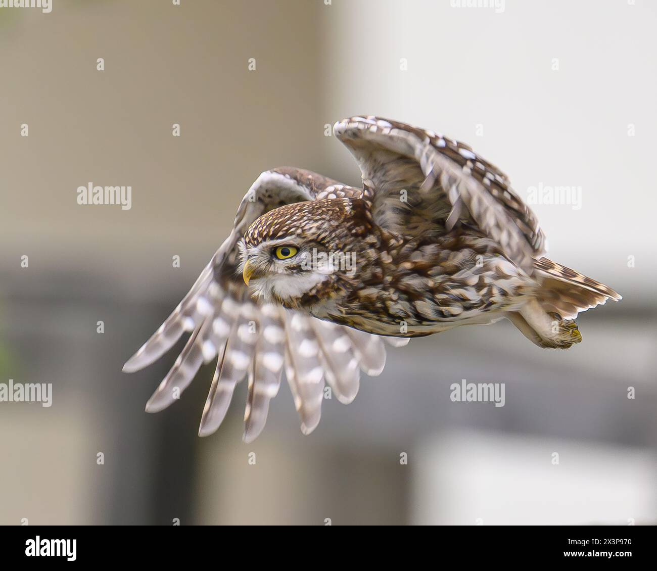 Little Owl in Flight Stock Photo Alamy