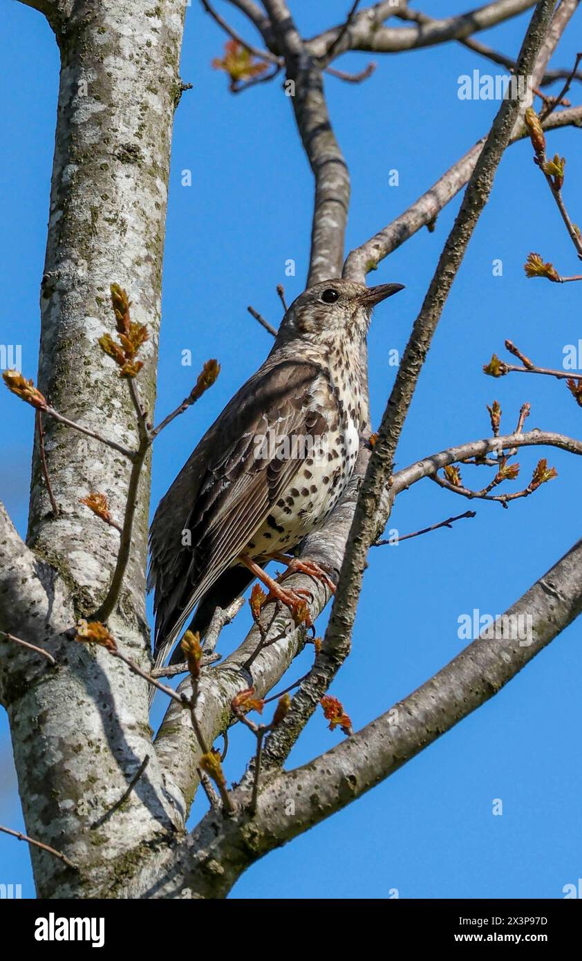 Moira Demesne, Moira, County Down, Northern Ireland, UK. 28th April 2024. UK weather - a sunny spring morning in Moira Demesne with little wind about as the dry spell continues for a few hours more. A thrush perched in a tree on a sunny spring morning with blue sky backdrop. Credit: CAZIMB/Alamy Live News Stock Photo