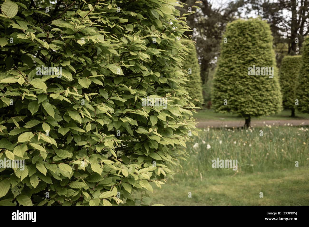 Hornbeam (Carpinus betulus) cut to shape Stock Photo