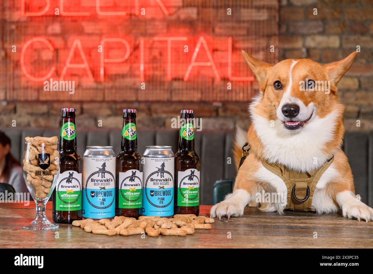 Brewski's Dog Beer Stock Photo