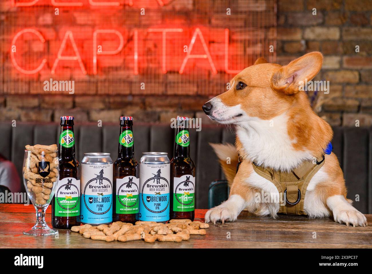 Brewski's Dog Beer Stock Photo