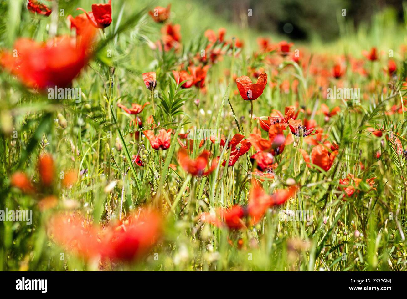 Leuthen, Germany. 28th Apr, 2024. Small poppies grow at spring-like temperatures of around 24 degrees Celsius at the edge of a field in southern Brandenburg. Temperatures will continue to rise over the next few days and it will remain dry. Credit: Frank Hammerschmidt/dpa/Alamy Live News Stock Photo