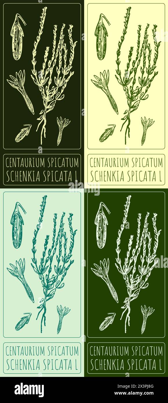 Set of vector drawing Centaurium spicatum in various colors. Hand drawn illustration. The Latin name is SCHENKIA SPICATA L. Stock Vector