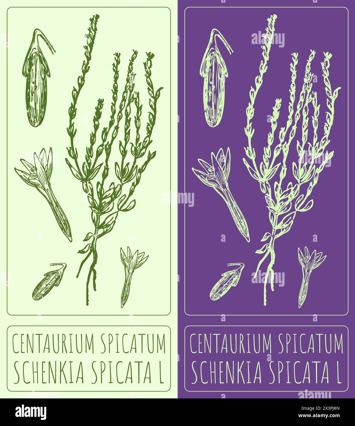 Vector drawing Centaurium spicatum. Hand drawn illustration. The Latin name is Schenkia spicata L. Stock Vector