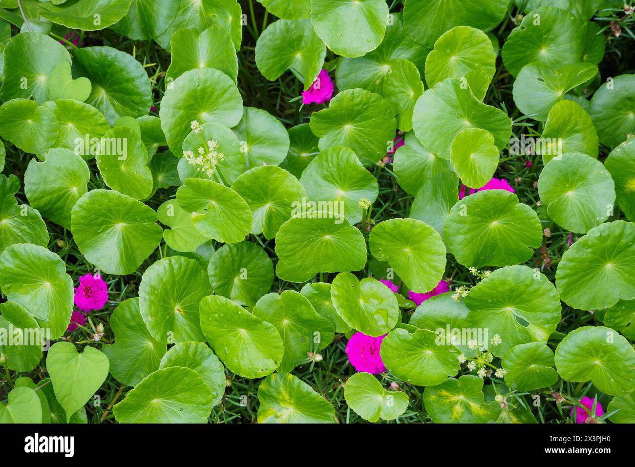 Herbal medicine leaves of Centella asiatica known as gotu kola Stock Photo