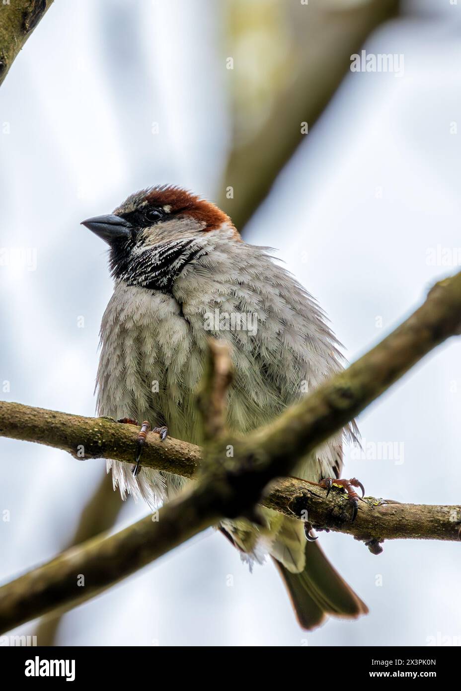 Bold sparrow with grey head & chest, brown back. Thrives in Dublin's ...