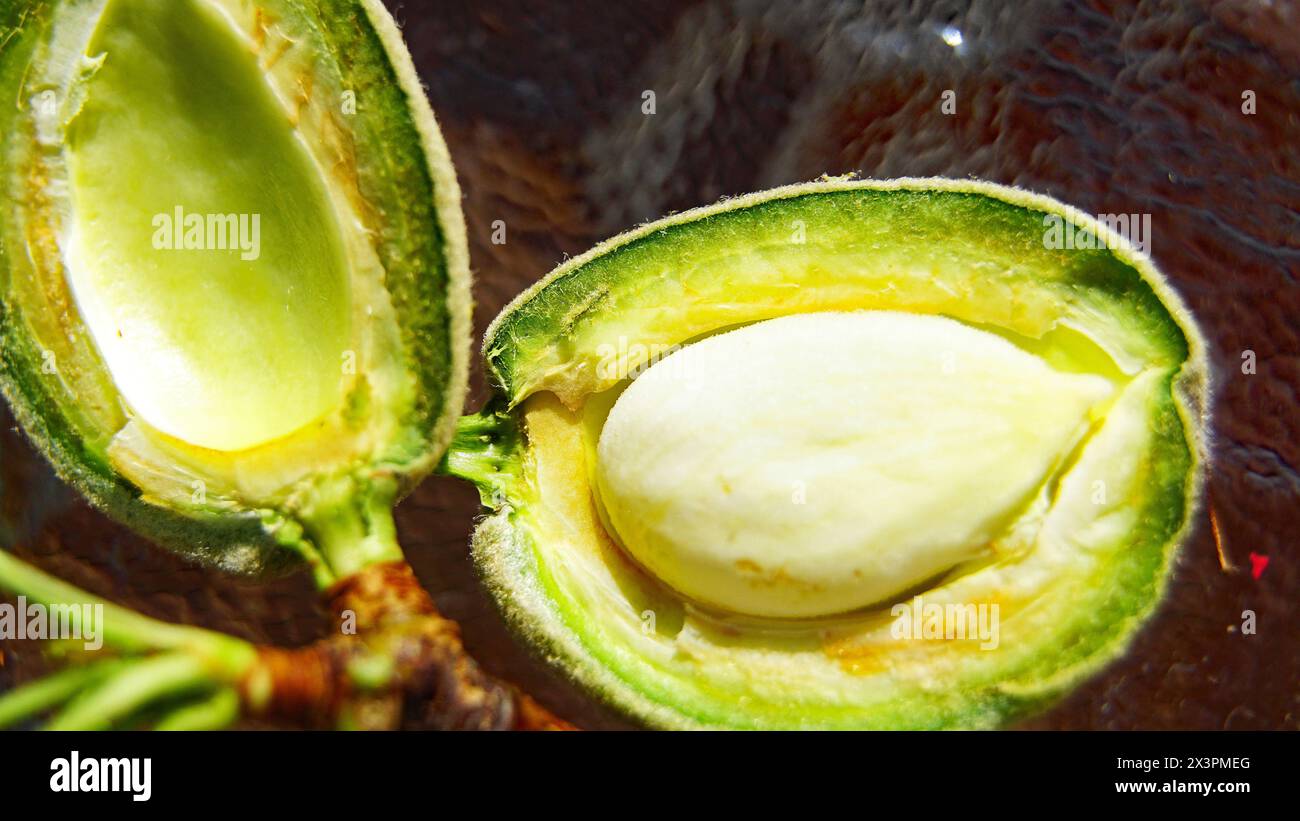 Branch almond tree green almonds hi-res stock photography and images ...