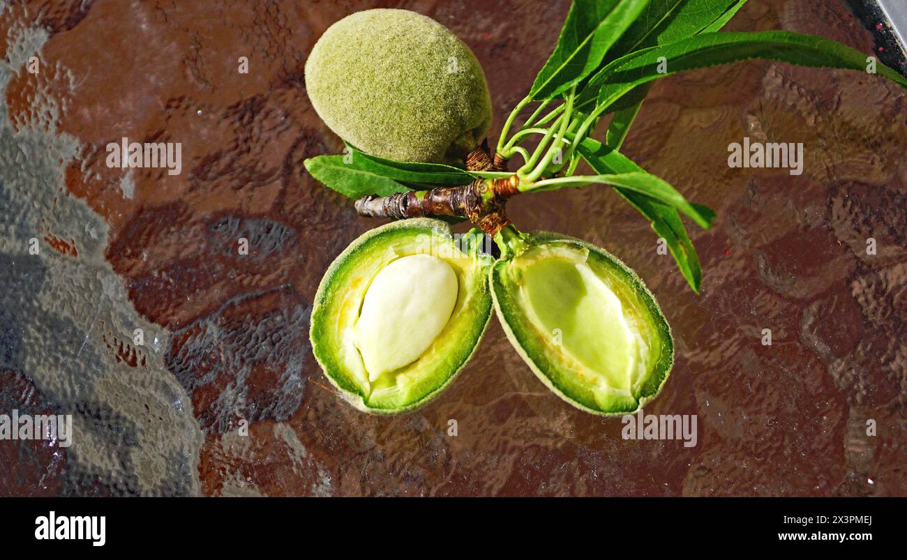 Branch almond tree green almonds hi-res stock photography and images ...