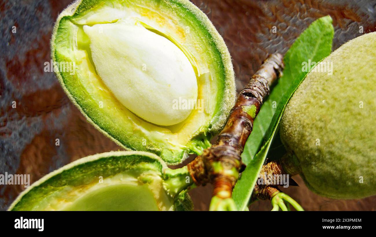 Branch almond tree green almonds hi-res stock photography and images ...