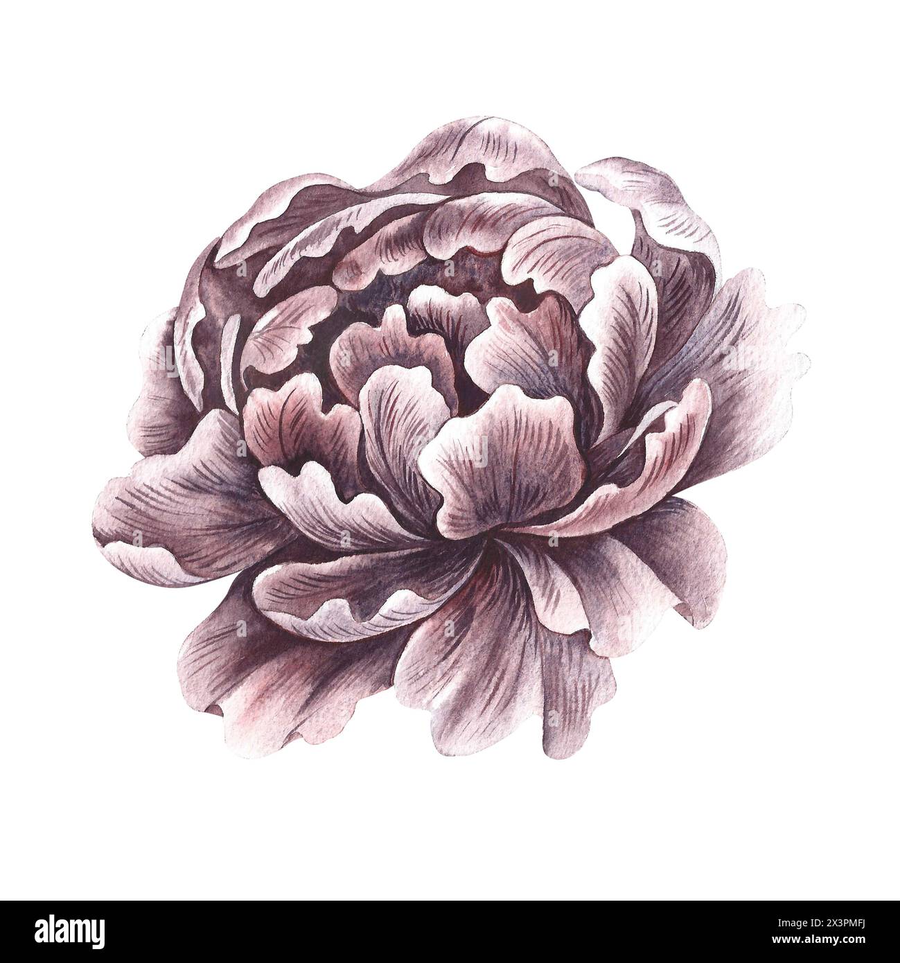 Vintage peony flower illustration hi-res stock photography and images ...