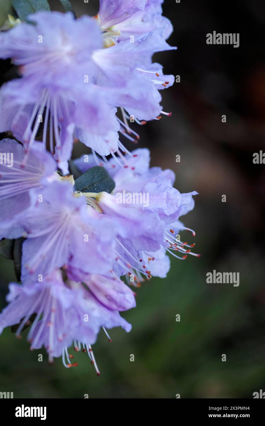 Blue azalea hi-res stock photography and images - Alamy