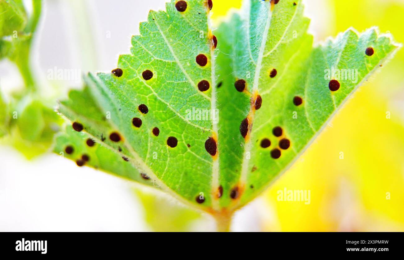 Green leaf with Puccinia malvacearum disease Stock Photo