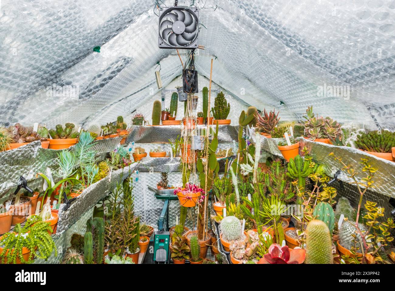 Greenhouse winterised with bubble wrap and reflective foil.Packed with small succulents.  UK. Stock Photo