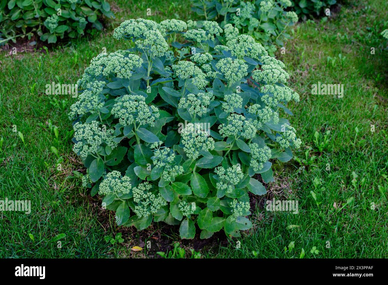 Many delicate green flower buds of Hylotelephium spectabile, known as Sedum, iceplant or showy or butterfly stonecrop flowes and green leaves in a a g Stock Photo