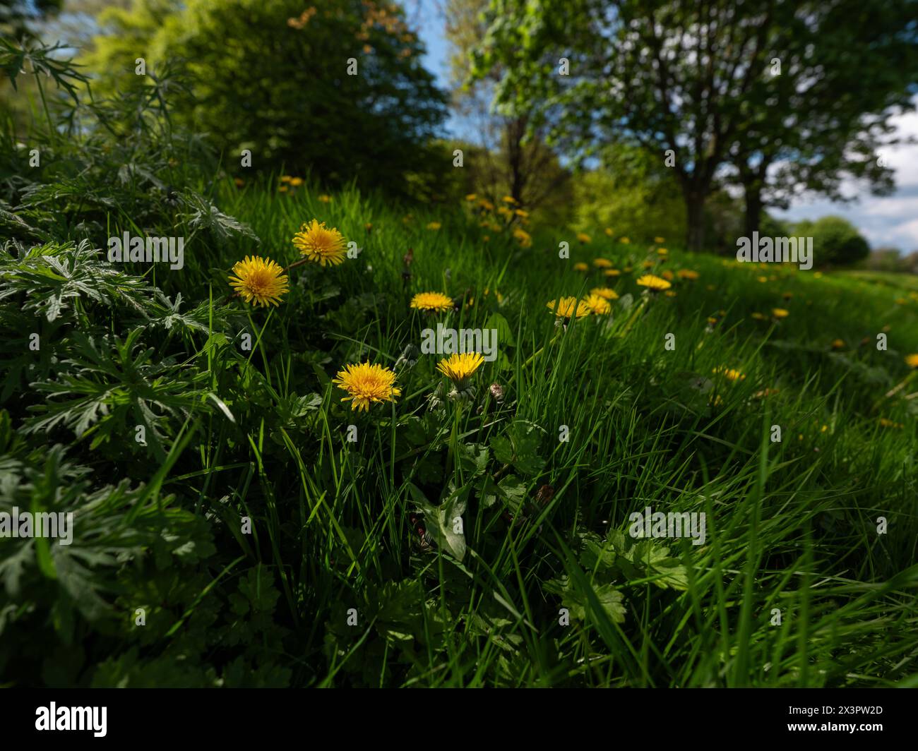 The Phoenix Park in Dublin city, Ireland. Stock Photo