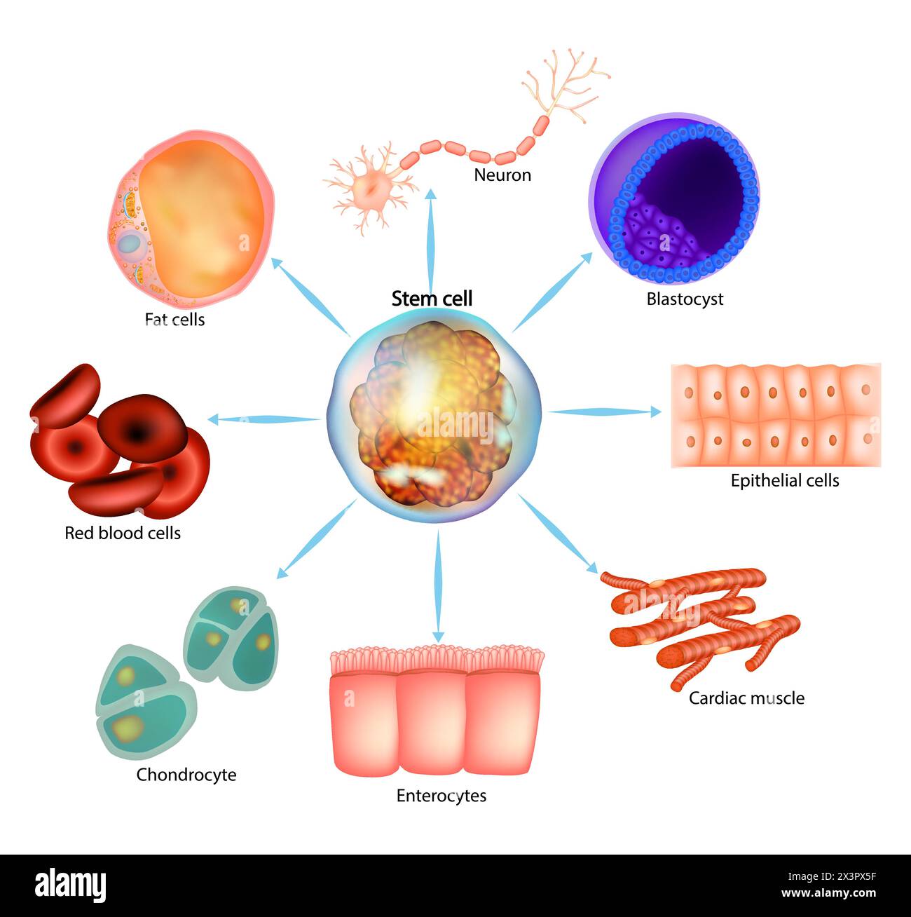 Stem cell. Blastocyst, Neuron, Epithelial, Enterocytes, Fat, blood, Chondrocyte, Cardiac muscle, Stock Vector
