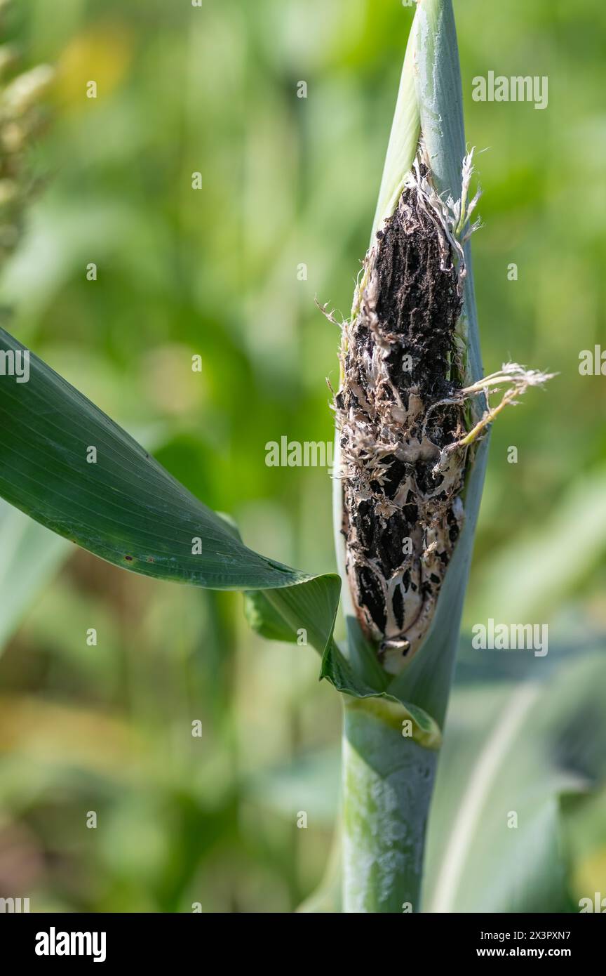 Head smut of maize in the agriculture field. This is a fungal disease caused by Sphacelotheca reiliana. Important disease of corn. Stock Photo