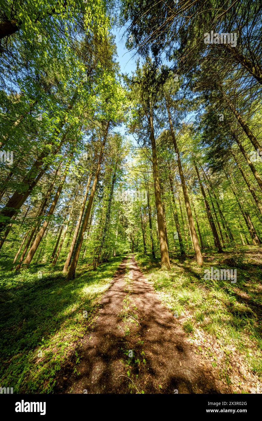 The sunlight filters through the branches of trees along a forest path ...