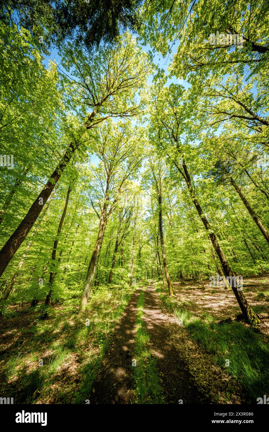 The sunlight filters through the branches of trees along a forest path ...