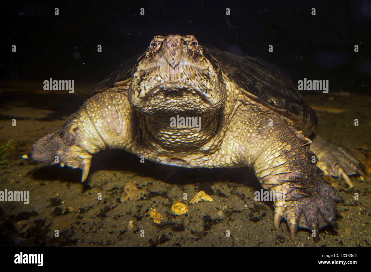 Snapping turtle male full body view facing camera underwater. Stock Photo