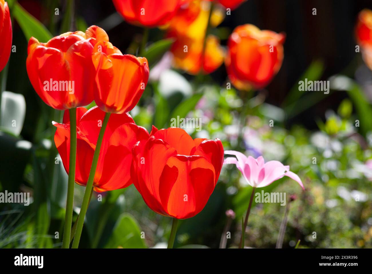 Herb garden with signs hi-res stock photography and images - Alamy