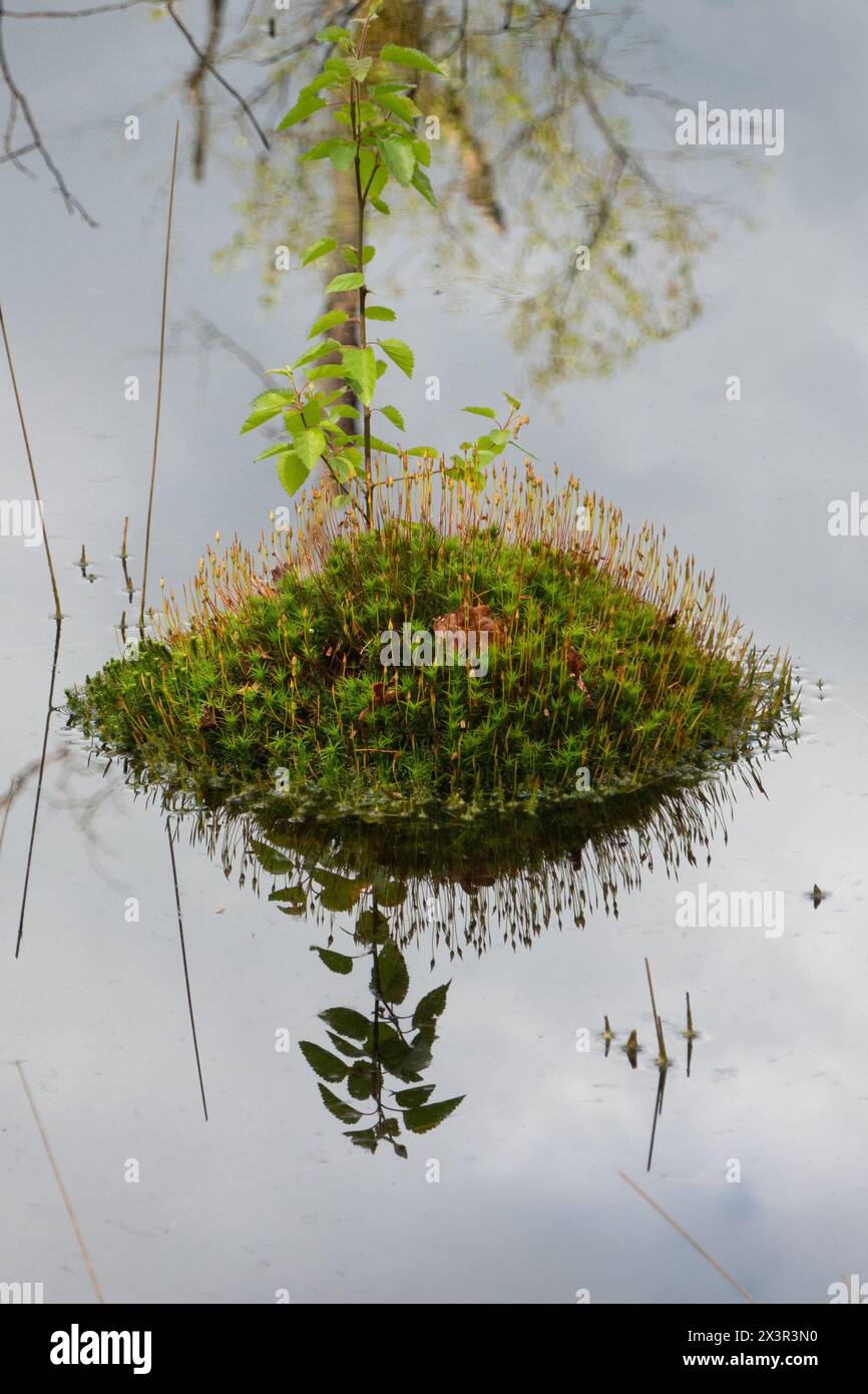 Blooming Bank haircap moss forming a small island in a swamp, refected in water. Stock Photo