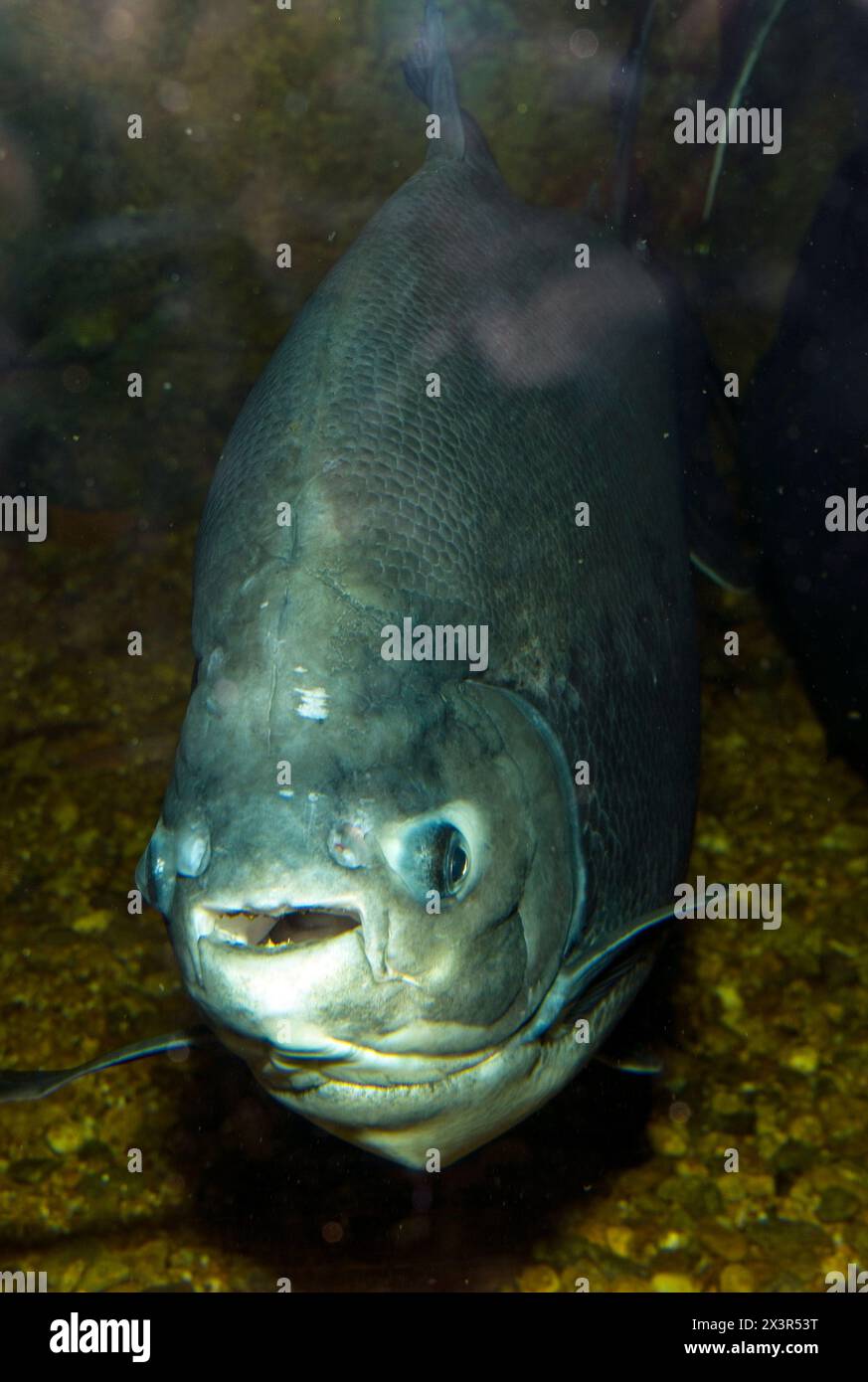 Pacu, a Piranha look-a-like, full body view swimming towards camera, vertical. Stock Photo