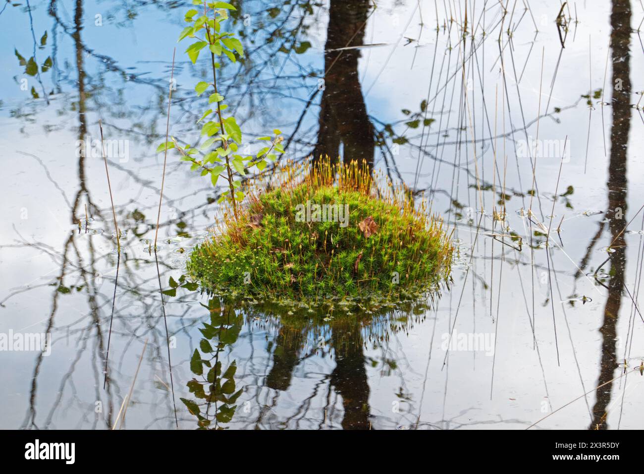 Blooming Bank haircap moss forming a small island in a swamp, refected in water. Stock Photo
