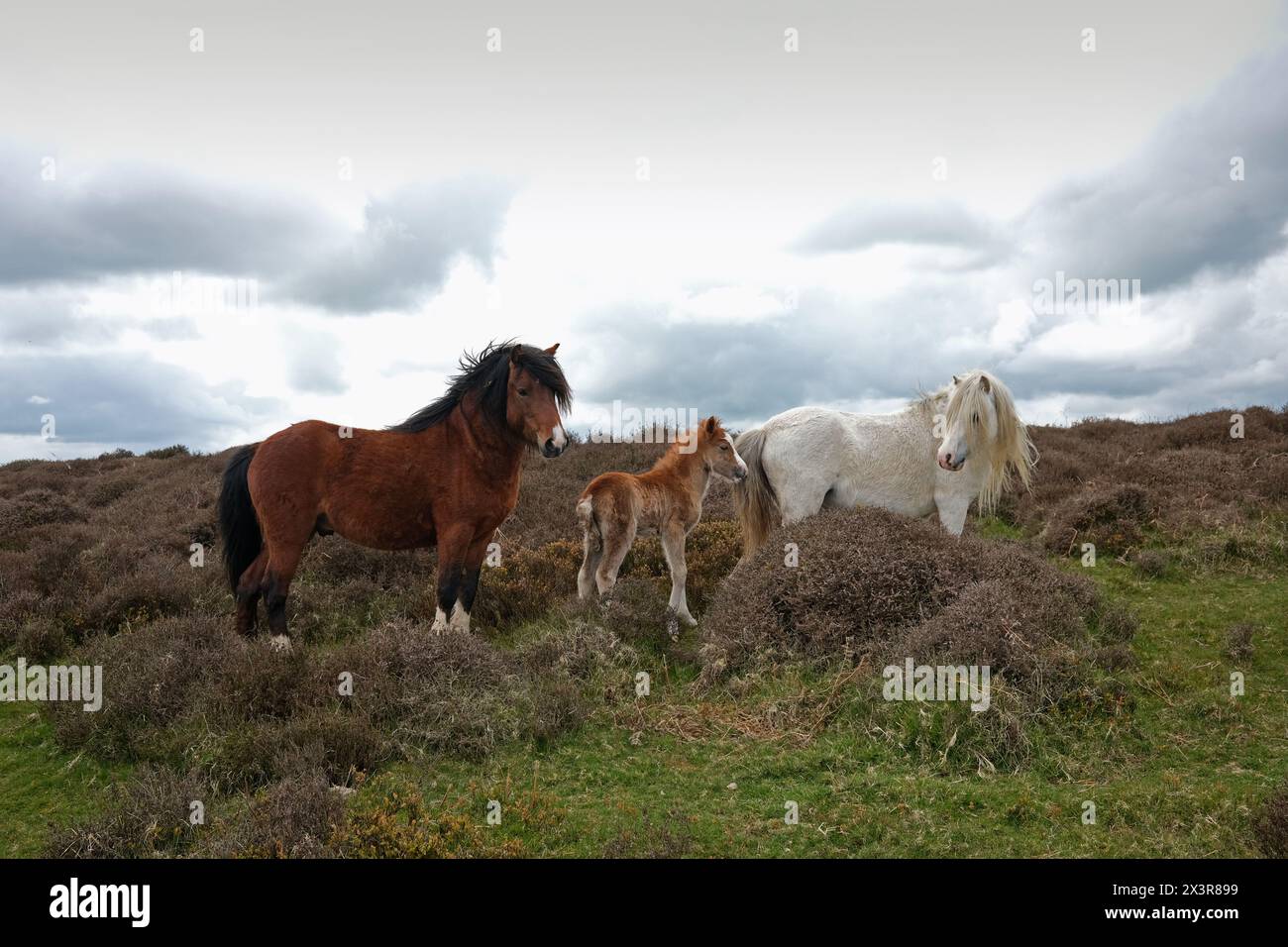 Wild horses on the Long Mynd hils Shropshire.Newly born foal with parents. Stock Photo