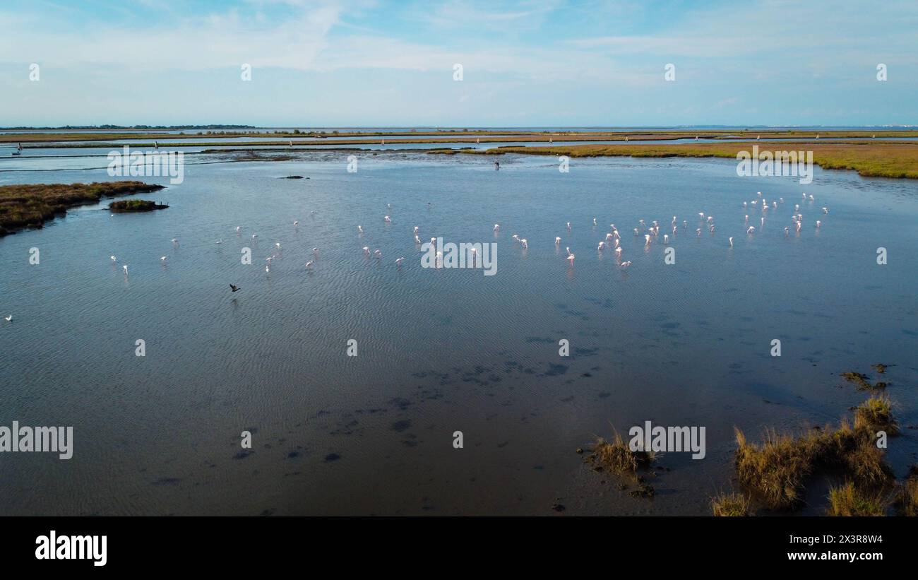 flamingos resting in the water filmed by drone. magnificent flock of flamingo birds flapping their wings. animals are found in the Venice lagoon Italy Stock Photo