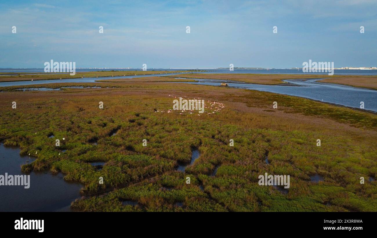 flamingos in flight filmed by a drone. magnificent flock of flamingo birds flapping their wings. animals are found in the Venice lagoon in Italy. Stock Photo