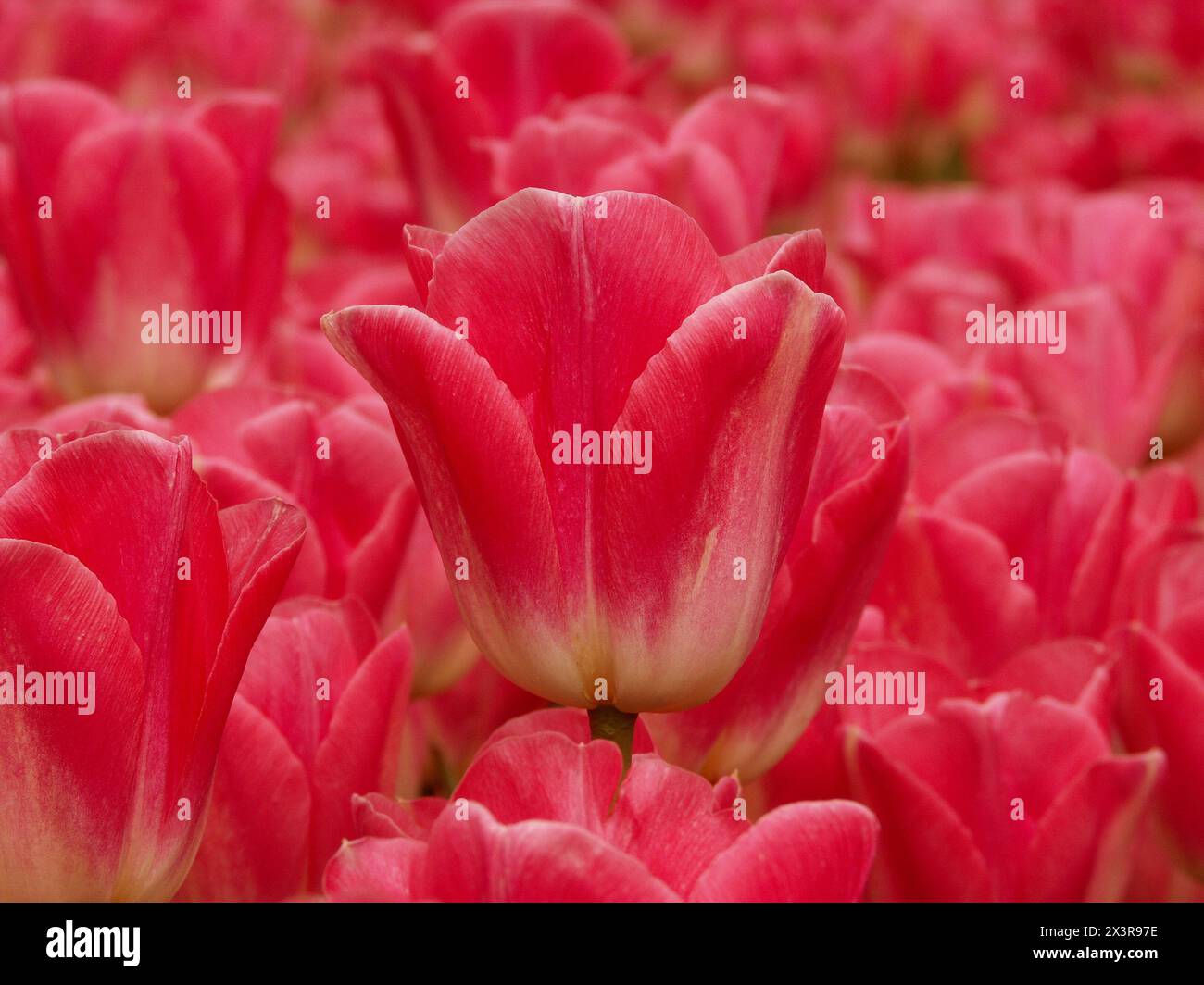 Close up of a pink Dutch tulip in a field of pink tulips in Holland Stock Photo