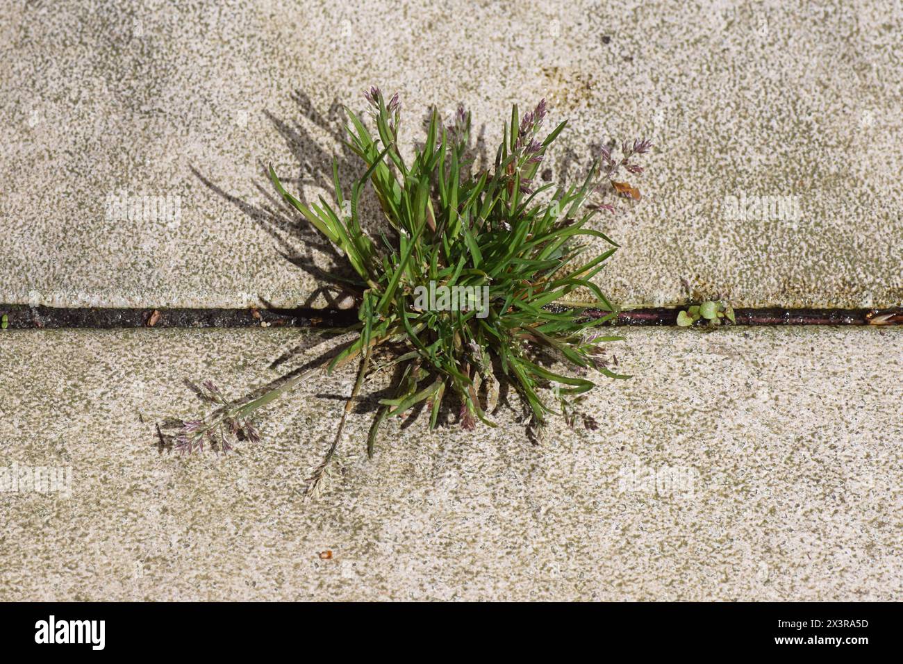 Closeup Annual meadow grass, annual bluegrass, poa (Poa annua) that grows and blooms between the tiles. Family Poaceae. Spring, April, Netherlands Stock Photo