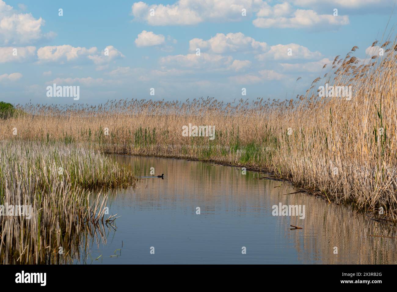 Among The Reeds Road among lake hi-res stock photography and images - Alamy