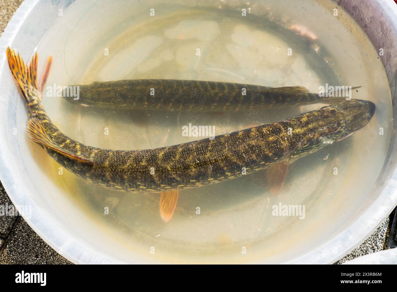 Turna baligi hires stock photography and images Alamy