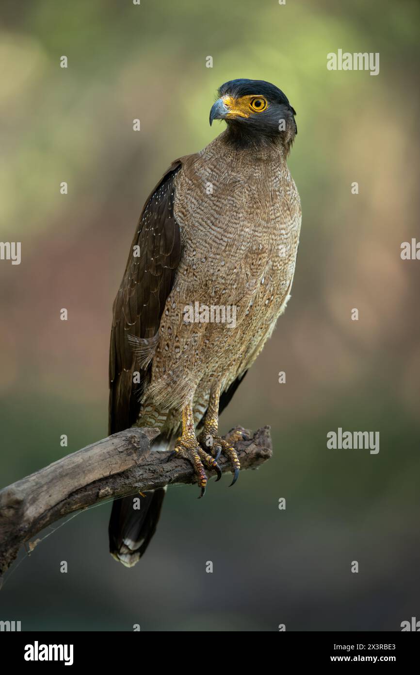 Professional portrait of a crested serpent eagle perched on a dry tree branch with a blurred green-orange background on a summer afternoon Stock Photo