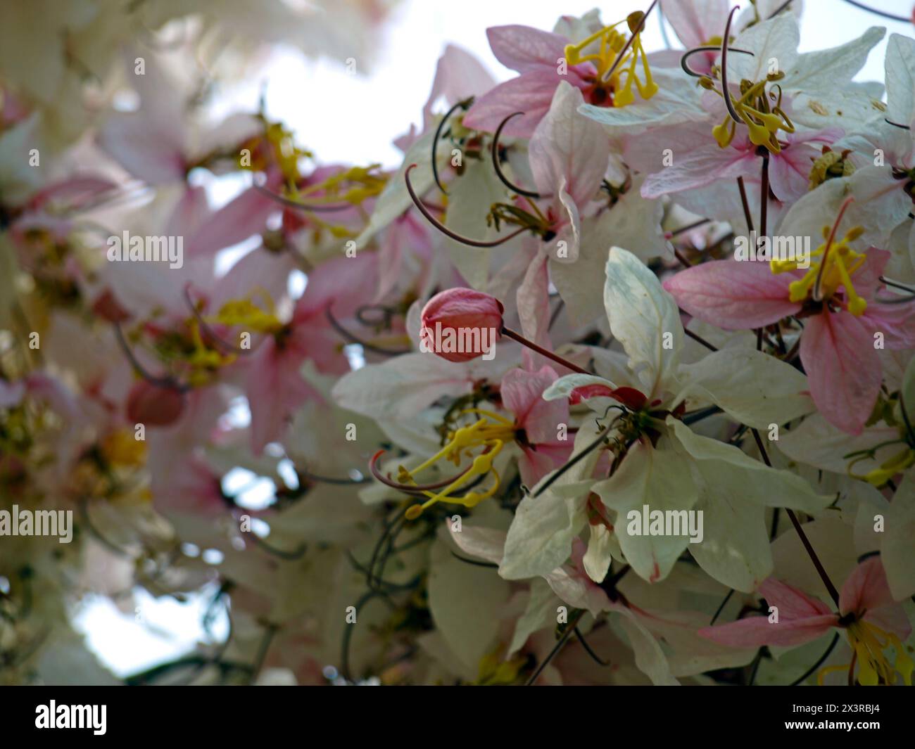 The flowers of pink shower tree, wishing tree, or dwarf apple blossom tree (Cassia Bakeriana). Stock Photo
