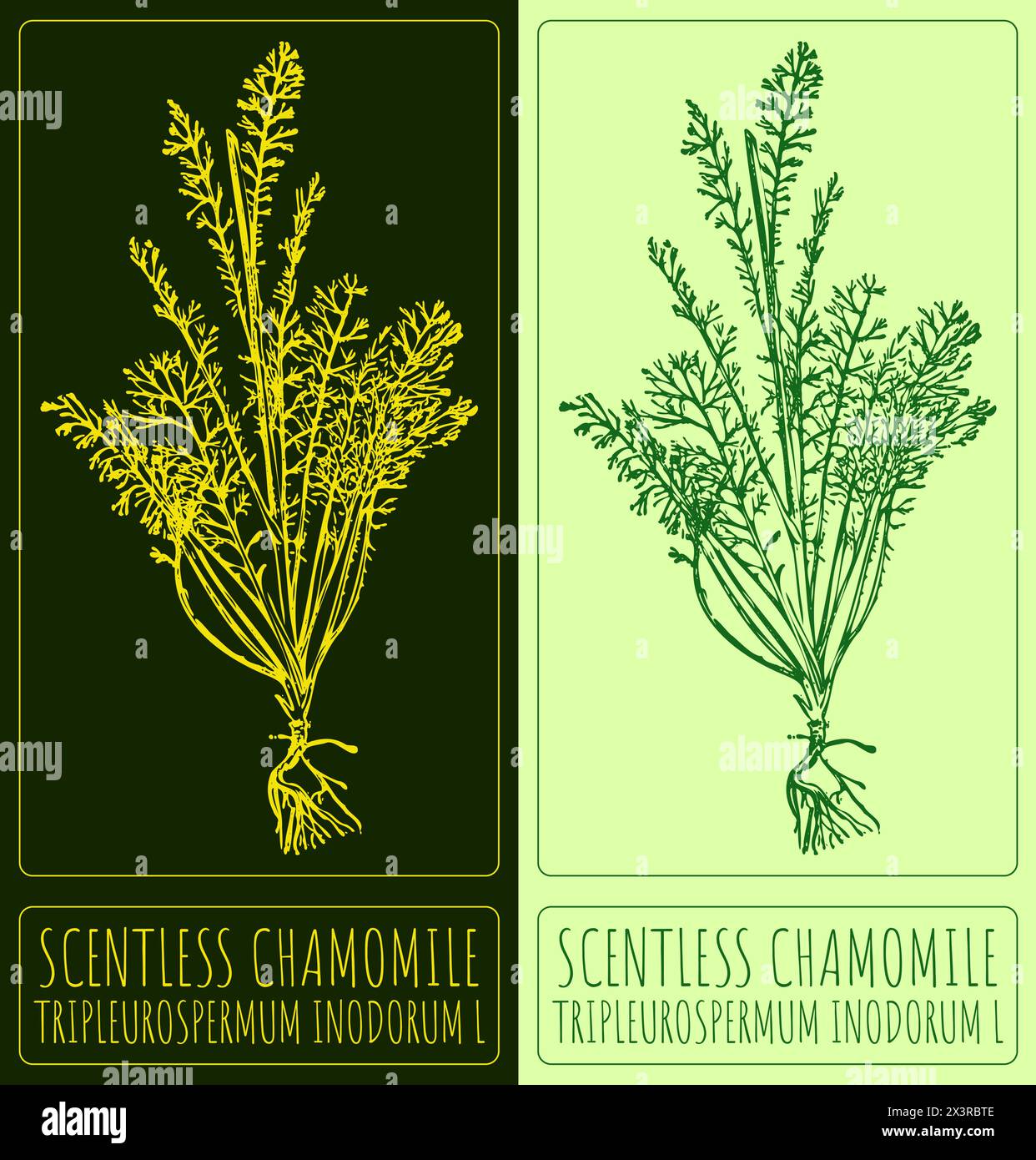 Vector drawing SCENTLESS CHAMOMILE. Hand drawn illustration. The Latin name is TRIPLEUROSPERMUM