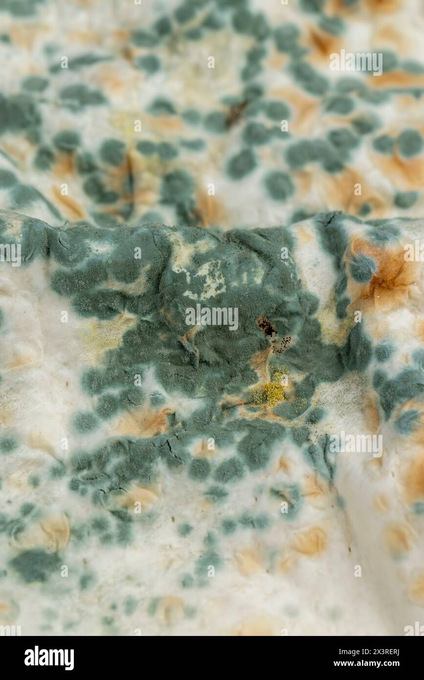 moldcovered spoiled thin wheat pita bread, spoiled food thin pita